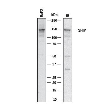 Western blot shows lysates of BaF3 mouse pro-B cell line and RL human non-Hodgkin's lymphoma B cell line. PVDF membrane was probed with 1 µg/mL of Goat Anti-Human/Mouse SHIP Antigen Affinity-purified Polyclonal Antibody (Catalog # AF10117) followed by HRP-conjugated Anti-Goat IgG Secondary Antibody (HAF017). A specific band was detected for SHIP at approximately 145 kDa (as indicated). This experiment was conducted under reducing conditions and using Immunoblot Buffer Group 1.