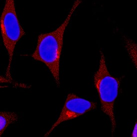 SHP-1 was detected in immersion fixed HeLa human cervical epithelial carcinoma cell line using Rat Anti-Human SHP-1 Monoclonal Antibody (Catalog # MAB1878) at 3 µg/mL for 3 hours at room temperature. Cells were stained using the NorthernLights™ 557-conjugated Anti-Rat IgG Secondary Antibody (red; Catalog # NL013) and counterstained with DAPI (blue). Specific staining was localized to cytoplasm. View our protocol for Fluorescent ICC Staining of Cells on Coverslips.