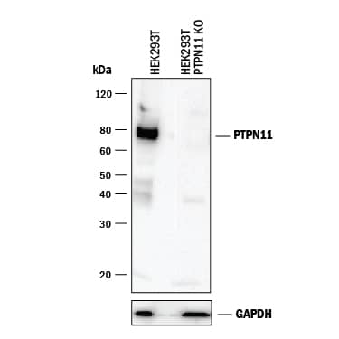 <b>Genetic Strategies Validation. </b>Western blot shows lysates of HEK293T human embryonic kidney parental cell line and SHP-2 knockout HEK293T cell line (KO). PVDF membrane was probed with 0.1 µg/mL of Goat Anti-Human/Mouse/Rat SHP-2 Antigen Affinity-purified Polyclonal Antibody (Catalog # AF1894) followed by HRP-conjugated Anti-Goat IgG Secondary Antibody (Catalog # HAF017). A specific band was detected for SHP-2 at approximately 80 kDa (as indicated) in the parental HEK293T cell line, but is not detectable in knockout HEK293T cell line. GAPDH (Catalog # AF5718) is shown as a loading control. This experiment was conducted under reducing conditions and using Immunoblot Buffer Group 1.