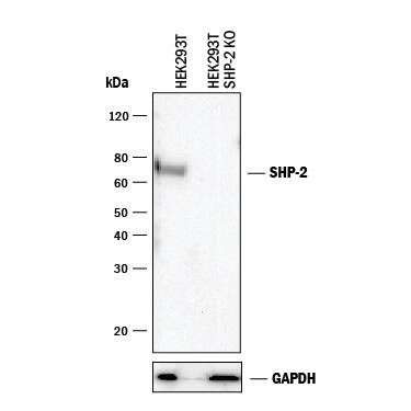 <b>Genetic Strategies Validation. </b>Western blot shows lysates of HEK293T human embryonic kidney parental cell line and SHP-2 knockout HEK293T cell line (KO). PVDF membrane was probed with 2 µg/mL of Rat Anti-Human/Mouse/Rat SHP-2 Monoclonal Antibody (Catalog # MAB1894) followed by HRP-conjugated Anti-Rat IgG Secondary Antibody (Catalog # HAF005). A specific band was detected for SHP-2 at approximately 80 kDa (as indicated) in the parental HEK293T cell line, but is not detectable in knockout HEK293T cell line. GAPDH (Catalog # MAB5718) is shown as a loading control. This experiment was conducted under reducing conditions and using Immunoblot Buffer Group 1.