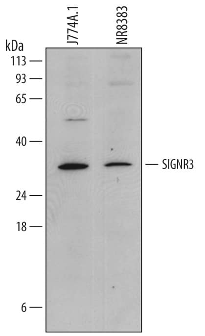 Western Blot SIGNR3/CD209d Antibody (728804)