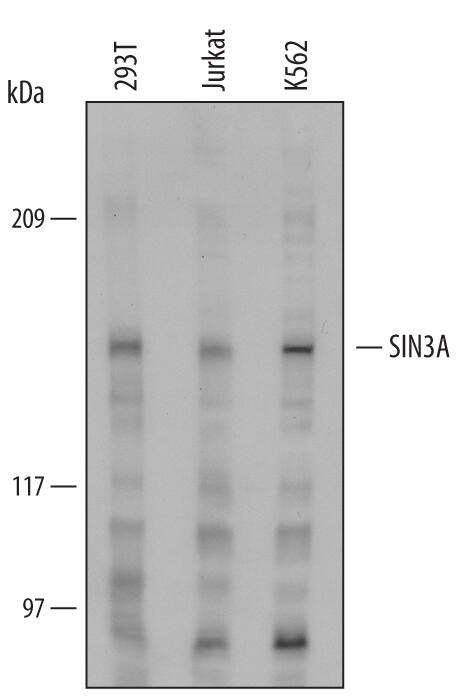Western blot shows lysates of 293T human embryonic kidney cell line, Jurkat human acute T cell leukemia cell line, and K562 human chronic myelogenous leukemia cell line. PVDF Membrane was probed with 1 µg/mL of Goat Anti-Human/Mouse SIN3A Antigen Affinity-purified Polyclonal Antibody (Catalog # AF6115) followed by HRP-conjugated Anti-Goat IgG Secondary Antibody (Catalog # HAF109). A specific band was detected for SIN3A at approximately 145 kDa (as indicated). This experiment was conducted under reducing conditions and using Immunoblot Buffer Group 1.