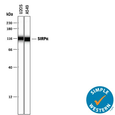 Simple Western lane view shows lysates of U2OS human osteosarcoma cell line and A549 human lung carcinoma cell line, loaded at 0.2 mg/mL. A specific band was detected for SIRPa/CD172a at approximately 113-116 kDa (as indicated) using 50 µg/mL of Sheep Anti-Human SIRPa/CD172a Antigen Affinity-purified Polyclonal Antibody (Catalog # AF4546) followed by 1:50 dilution of HRP-conjugated Anti-Sheep IgG Secondary Antibody (Catalog # HAF016). This experiment was conducted under reducing conditions and using the 12-230 kDa separation system.