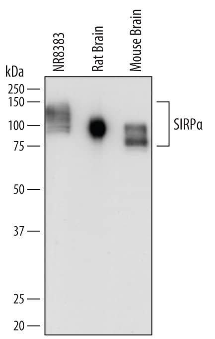 Western blot shows lysates of NR8383 rat alveolar macrophage cell line, rat brain tissue, and mouse brain tissue. PVDF membrane was probed with 0.2 µg/mL of Sheep Anti-Mouse/Rat SIRPa/CD172a Antigen Affinity-purified Polyclonal Antibody (Catalog # AF7307) followed by HRP-conjugated Anti-Sheep IgG Secondary Antibody (Catalog # HAF016). Specific bands were detected for SIRPa/CD172a at approximately 75-140 kDa (as indicated). This experiment was conducted under reducing conditions and using Immunoblot Buffer Group 1.