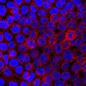 Immunocytochemistry SIRP alpha/CD172a Antibody (602411) [Unconjugated]