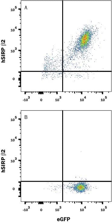 HEK293 human embryonic kidney cell line transfected with (A) SIRP beta 2 or (B) irrelevant protein, and eGFP were stained with Mouse Anti-Human SIRP beta 2 Monoclonal Antibody (Catalog # MAB99981) followed by Allophycocyanin-conjugated Anti-Mouse IgG Secondary Antibody (Catalog # F0101B). Quadrant markers were set based Mouse IgG2B Isotype Control Antibody staining (Catalog # MAB0041, data not shown). View our protocol for Staining Membrane-associated Proteins.