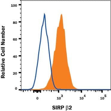 THP-1 monocytic leukemia cell line was stained with Mouse Anti-Human SIRP beta 2 Monoclonal Antibody (Catalog # MAB99981, filled histogram) or Mouse IgG2B Isotype Control Antibody (Catalog # MAB0041, open histogram) followed by Allophycocyanin-conjugated Anti-Mouse IgG Secondary Antibody (Catalog # F0101B). View our protocol for Staining Membrane-associated Proteins.