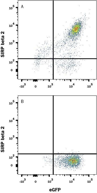 HEK293 human embryonic kidney cell line transfected with (A) SIRP beta 2 or (B) irrelevant protein, and eGFP were stained with Mouse Anti-Human SIRP beta 2 Monoclonal Antibody (Catalog # MAB9998) followed by Allophycocyanin-conjugated Anti-Mouse IgG Secondary Antibody (Catalog # F0101B). Quadrant markers were set based Mouse IgG2B Isotype Control Antibody staining (Catalog # MAB0041, data not shown). View our protocol for Staining Membrane-associated Proteins.
