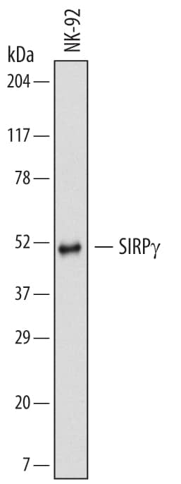 Western Blot SIRP gamma/CD172g Antibody (595337)