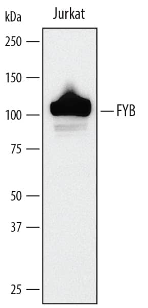 Western blot shows nuclear extracts of Jurkat human acute T cell leukemia cell line. PVDF membrane was probed with 0.1 µg/mL of Goat Anti-Human FYB/ADAP/SLAP130 Antigen Affinity-purified Polyclonal Antibody (Catalog # AF3857) followed by HRP-conjugated Anti-Goat IgG Secondary Antibody (Catalog # HAF019). A specific band was detected for FYB/ADAP/SLAP130 at approximately 130 kDa (as indicated). This experiment was conducted under reducing conditions and using Immunoblot Buffer Group 2.