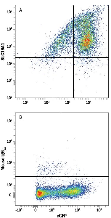 HEK293 human embryonic kidney cell line transfected with human SLC19A1 and eGFP were stained with either (A) Mouse Anti-Human Reduced Folate Carrier/SLC19A1 APC-conjugated Monoclonal Antibody (Catalog # FAB8450A) or (B) Mouse IgG<SUB>2A</SUB>Allophycocyanin Isotype Control (Catalog # <a class=