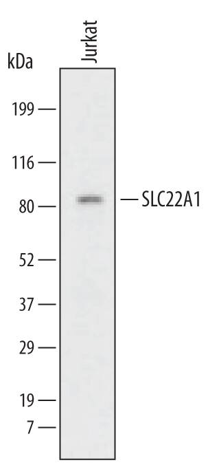 Western blot shows lysates of Jurkat human acute T cell leukemia cell line. PVDF Membrane was probed with 2 µg/mL of Human SLC22A1 Monoclonal Antibody (Catalog # MAB6469) followed by HRP-conjugated Anti-Mouse IgG Secondary Antibody (Catalog # HAF007). A specific band was detected for SLC22A1 at approximately 80 kDa (as indicated). This experiment was conducted under reducing conditions and using Immunoblot Buffer Group 1.