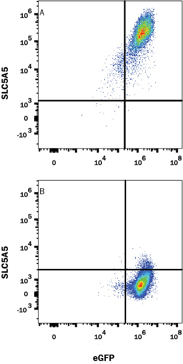 HEK293 human embryonic kidney cell line transfected with (A) human SLC5A5 or (B) irrelevant transfectants and eGFP was stained with Mouse Anti-Human SLC5A5 Alexa Fluor® 647-conjugated Monoclonal Antibody (Catalog # FAB8367R). Quadrant markers were set based on control antibody staining (Catalog # IC003R). View our protocol for Staining Membrane-associated Proteins.