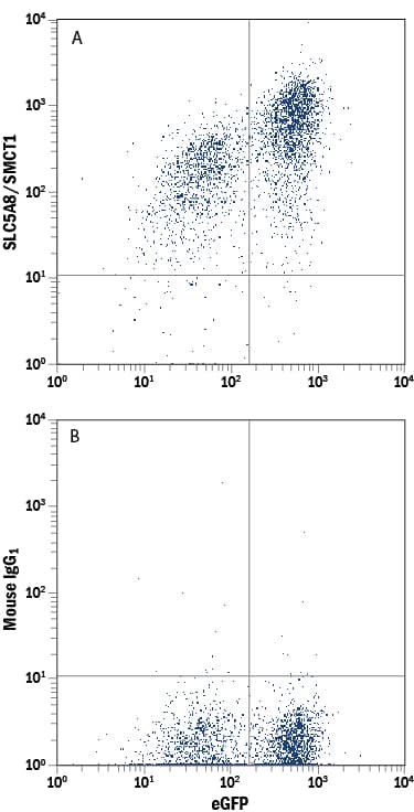 Flow Cytometry SLC5A8/SMCT1 Antibody (903502)
