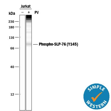 Simple Western SLP-76/LCP2 [p Tyr145] Antibody (776503) [Unconjugated]