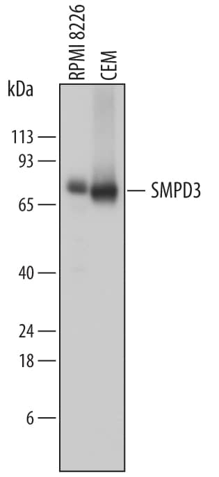 Western Blot SMPD3/NSMase2 Antibody