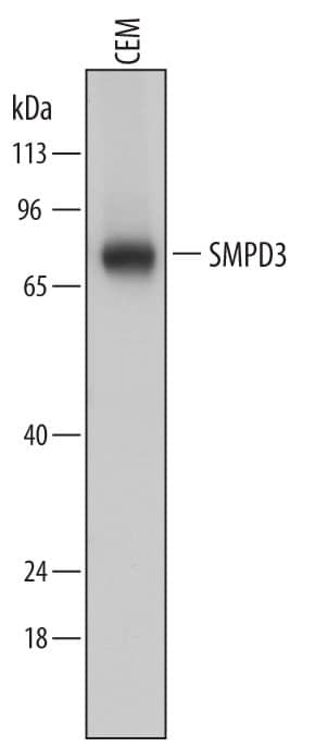 Western Blot SMPD3/NSMase2 Antibody (758612) [Unconjugated]