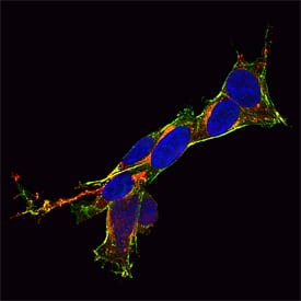 SH-SY5Y human neuroblastoma cells were cultured overnight in the presence of 1 mM Retinoic Acid (0695/50) prior to immersion fixation. SNAP25 was detected using a Sheep Anti-Human/Mouse/Rat SNAP25 Antigen Affinity-purified Polyclonal Antibody (Catalog # AF5946). The cells were stained with the NorthernLights 557-conjugated Donkey Anti-Sheep Affinity-purified IgG Secondary Antibody (red; NL010). Actin filaments were stained with FITC-conjugated Phalloidin (green) and cell nuclei were counterstained with DAPI (blue). SNAP25 immunoreactivity was localized to the synaptic termini. View our protocol for Fluorescent ICC Staining of Cells on Coverslips.