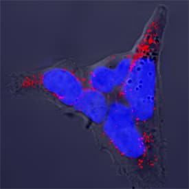 PC-12 rat adrenal pheochromocytoma cells were cultured overnight in the presence of 50 ng/mL of Recombinant Rat b-NGF (556-NG) prior to immersion fixation. SNAP25 was detected using a Sheep Anti-Human/Mouse/Rat SNAP25 Antigen Affinity-purified Polyclonal Antibody (Catalog # AF5946). The cells were stained with the NorthernLights 557-conjugated Donkey Anti-Sheep Affinity-purified IgG Secondary Antibody (red; NL010). The cell nuclei were counterstained with DAPI (blue). SNAP25 immunoreactivity was localized to the synaptic termini. View our protocol for Fluorescent ICC Staining of Cells on Coverslips.