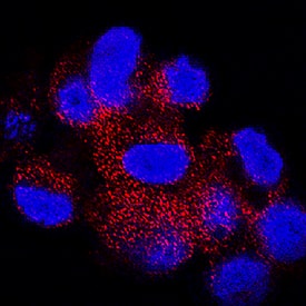 Immunocytochemistry SNAP29 Antibody (827003) [Unconjugated]