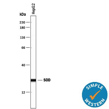 Simple Western SOD1/Cu-Zn SOD Antibody [Unconjugated]