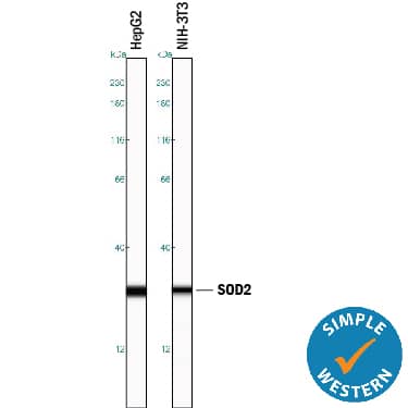 Simple Western lane view shows lysates of HepG2 human hepatocellular carcinoma cell line and NIH-3T3 mouse embryonic fibroblast cell line, loaded at 0.2 mg/mL. A specific band was detected for SOD2/Mn-SOD at approximately 28 kDa (as indicated) using 10 µg/mL of Goat Anti-Human/Mouse/Rat SOD2/Mn-SOD Antigen Affinity-purified Polyclonal Antibody (Catalog # AF3419) followed by 1:50 dilution of HRP-conjugated Anti-Goat IgG Secondary Antibody (Catalog # HAF109). This experiment was conducted under reducing conditions and using the 12-230 kDa separation system.