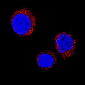 SOD2/Mn-SOD was detected in immersion fixed HL-60 human acute promyelocytic leukemia cell line using Mouse Anti-Human/Mouse/Rat SOD2/Mn-SOD Monoclonal Antibody (Catalog # MAB3419) at 3 µg/mL for 3 hours at room temperature. Cells were stained using the NorthernLights™ 557-conjugated Anti-Mouse IgG Secondary Antibody (red; Catalog # NL007) and counterstained with DAPI (blue). Specific staining was localized to cytoplasm. View our protocol for Fluorescent ICC Staining of Non-adherent Cells.