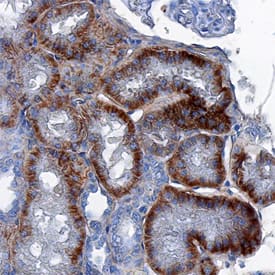 SOD3/EC-SOD was detected in immersion fixed paraffin-embedded sections of human kidney using Goat Anti-Human SOD3/EC-SOD Antigen Affinity-purified Polyclonal Antibody (Catalog # AF3420) at 5 µg/mL overnight at 4 °C. Tissue was stained using the Anti-Goat HRP-DAB Cell & Tissue Staining Kit (brown; Catalog # CTS008) and counterstained with hematoxylin (blue). Specific staining was localized to the cytoplasm of epithelial cells in convoluted tubules. View our protocol for Chromogenic IHC Staining of Paraffin-embedded Tissue Sections.