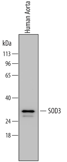 Western blot shows lysates of human aorta tissue. PVDF membrane was probed with 0.1 µg/mL of Mouse Anti-Human SOD3/EC-SOD Monoclonal Antibody (Catalog # MAB34201) followed by HRP-conjugated Anti-Mouse IgG Secondary Antibody (Catalog # HAF007). A specific band was detected for SOD3/EC-SOD at approximately 30 kDa (as indicated). This experiment was conducted under reducing conditions and using Immunoblot Buffer Group 1.