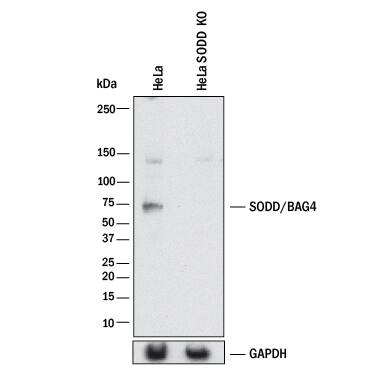 <b>Genetic Strategies Validation. </b>Western blot shows lysates of HeLa human cervical epithelial carcinoma parental cell line and SODD/BAG4 knockout HeLa cell line (KO). PVDF membrane was probed with 1 µg/mL of Goat Anti-Mouse/Rat SODD/BAG4 Antigen Affinity-purified Polyclonal Antibody (Catalog # AF4349) followed by HRP-conjugated Anti-Goat IgG Secondary Antibody (Catalog # HAF017). A specific band was detected for SODD/BAG4 at approximately 72 kDa (as indicated) in the parental HeLa cell line, but is not detectable in knockout HeLa cell line. GAPDH (Catalog # AF5718) is shown as a loading control. This experiment was conducted under reducing conditions and using Immunoblot Buffer Group 1.
