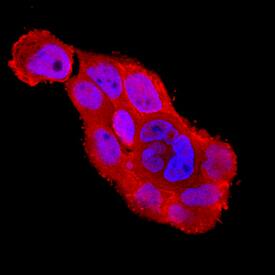 Immunocytochemistry SODD/BAG4 Antibody [Unconjugated]