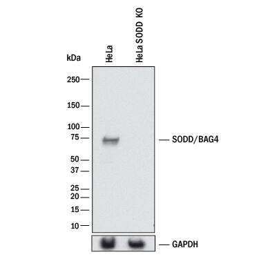 Knockout Validated SODD/BAG4 Antibody [Unconjugated]