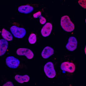 Immunocytochemistry SOX15 Antibody [Unconjugated]