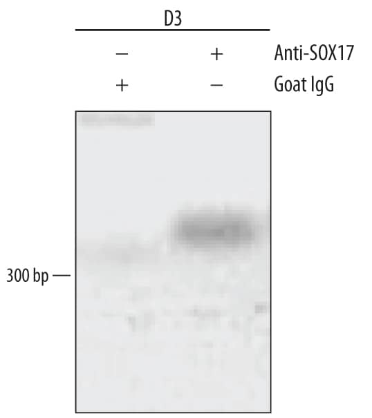 <b>Biological Strategies Validation. </b>Endoderm-differentiated D3 mouse embryonic stem cell line was fixed using formaldehyde, resuspended in lysis buffer, and sonicated to shear chromatin. SOX17/DNA complexes were immunoprecipitated using 5 µg Goat Anti-Human SOX17 Antigen Affinity-purified Polyclonal Antibody (Catalog # AF1924) or control antibody (AB-108-C) for 15 minutes in an ultrasonic bath, followed by Biotinylated Anti-Goat IgG Secondary Antibody (BAF109). Immunocomplexes were captured using 50 µL of MagCellect Streptavidin Ferrofluid (MAG999) and DNA was purified using chelating resin solution. Thep21promoter was detected by standard PCR.