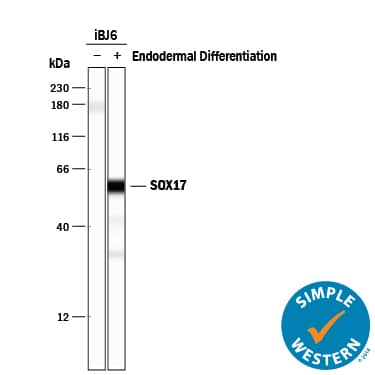 <b>Biological Strategies Validation. </b>Simple Western lane view shows lysates of iBJ6 human induced pluripotent stem cell line untreated (-) or endoderm differentiated (+), loaded at 0.2 mg/mL. A specific band was detected for SOX17 at approximately 58 kDa (as indicated) using 10 µg/mL of Goat Anti-Human SOX17 Antigen Affinity-purified Polyclonal Antibody (Catalog # AF1924) followed by 1:50 dilution of HRP-conjugated Anti-Goat IgG Secondary Antibody (Catalog # HAF109). This experiment was conducted under reducing conditions and using the 12-230 kDa separation system.