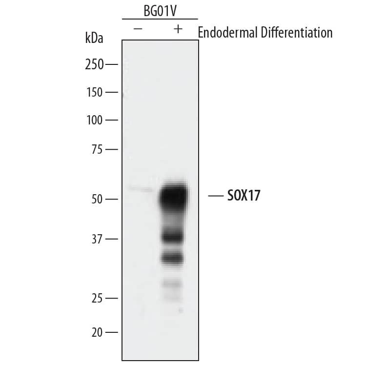 Western blot shows lysates of BG01V human embryonic stem cells untreated (-) or endoderm differentiated (+). PVDF membrane was probed with 1 µg/mL of Goat Anti-Human SOX17 Antigen Affinity-purified Polyclonal Antibody (Catalog # AF1924) followed by HRP-conjugated Anti-Goat IgG Secondary Antibody (HAF109). A specific band was detected for SOX17 at approximately 55 kDa (as indicated). This experiment was conducted under reducing conditions and using Immunoblot Buffer Group 1.