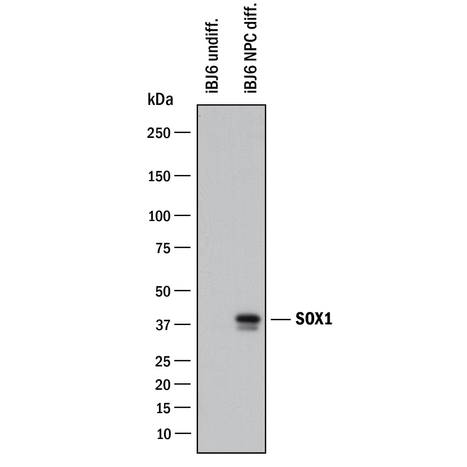 Western blot shows lysates of undifferentiated iBJ6 human iPS cells and iBJ6 human iPS cells differentiated into neuroprogenitor cells. PVDF membrane was probed with 1 µg/mL of Goat Anti-Human/Mouse/Rat SOX1 Antigen Affinity-purified Polyclonal Antibody (Catalog # AF3369) followed by HRP-conjugated Anti-Goat IgG Secondary Antibody (HAF017). A specific band was detected for SOX1 at approximately 39 kDa (as indicated). This experiment was conducted under reducing conditions and using Immunoblot Buffer Group 1.