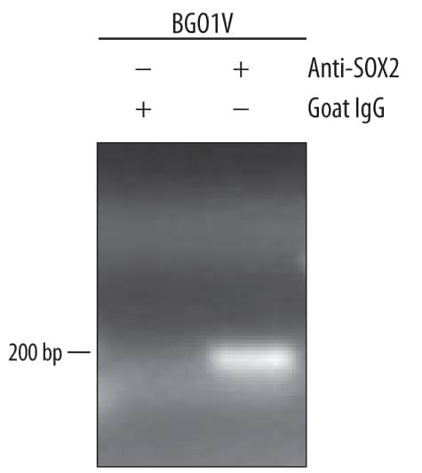 BG01V human embryonic stem cells were fixed using formaldehyde, resuspended in lysis buffer, and sonicated to shear chromatin. SOX2/DNA complexes were immunoprecipitated using 5 µg Goat Anti-Human/Mouse/Rat SOX2 Antigen Affinity-purified Polyclonal Antibody (Catalog # AF2018) or control antibody (AB-108-C) for 15 minutes in an ultrasonic bath, followed by Biotinylated Anti-Goat IgG Secondary Antibody (BAF109). Immunocomplexes were captured using 50 µL of MagCellect Streptavidin Ferrofluid (MAG999) and DNA was purified using chelating resin solution. Thenanogpromoter was detected by standard PCR.