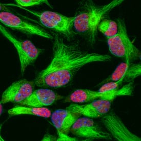 SOX2 was detected in immersion fixed undifferentiated mouse cortical stem cells using Goat Anti-Human/Mouse/Rat SOX2 Antigen Affinity-purified Polyclonal Antibody (Catalog # AF2018) at 10 µg/mL for 3 hours at room temperature. Cells were stained using the NorthernLights™ 557-conjugated Anti-Goat IgG Secondary Antibody (red; (NL001) and counterstained with DAPI (blue). Nestin was also detected in stem cells using Mouse Anti-Mouse/Rat Nestin Monoclonal Antibody (MAB2736) and co-stained using the NorthernLights™ 493-conjugated Anti-Mouse IgG Secondary Antibody (green; NL009). Specific staining of SOX2 was localized to nuclei. View our protocol for Fluorescent ICC Staining of Stem Cells on Coverslips.