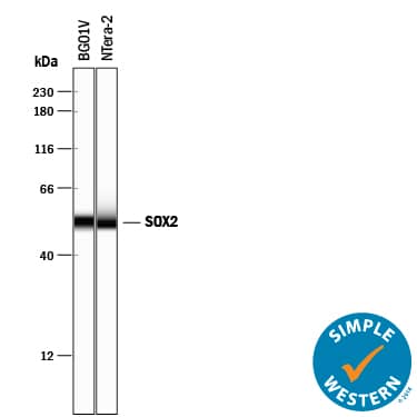 Simple Western lane view shows lysates of BG01V human embryonic stem cells and NTera-2 human testicular embryonic carcinoma cell line, loaded at 0.2 mg/mL. A specific band was detected for SOX2 at approximately 53 kDa (as indicated) using 5 µg/mL of Goat Anti-Human/Mouse/Rat SOX2 Antigen Affinity-purified Polyclonal Antibody (Catalog # AF2018) followed by 1:50 dilution of HRP-conjugated Anti-Goat IgG Secondary Antibody (HAF109). This experiment was conducted under reducing conditions and using the 12-230 kDa separation system.