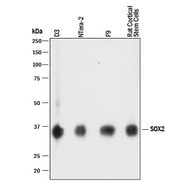 Western blot shows lysates of D3 mouse embryonic stem cell line, NTera-2 human testicular embryonic carcinoma cell line, F9 mouse teratocarcinoma stem cells, and rat cortical stem cells. PVDF membrane was probed with 1 µg/mL of Goat Anti-Human/Mouse/Rat SOX2 Antigen Affinity-purified Polyclonal Antibody (Catalog # AF2018) followed by HRP-conjugated Anti-Goat IgG Secondary Antibody (HAF017). A specific band was detected for SOX2 at approximately 36 kDa (as indicated). This experiment was conducted under reducing conditions and using Immunoblot Buffer Group 1.