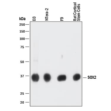 Western blot shows lysates of D3 mouse embryonic stem cell line, NTera-2 human testicular embryonic carcinoma cell line, F9 mouse teratocarcinoma stem cells, and rat cortical stem cells. PVDF membrane was probed with 2 µg/mL of Mouse Anti-Human/Mouse/Rat SOX2 Monoclonal Antibody (Catalog # MAB2018R) followed by HRP-conjugated Anti-Mouse IgG Secondary Antibody (HAF018). A specific band was detected for SOX2 at approximately 36 kDa (as indicated). This experiment was conducted under reducing conditions and using Immunoblot Buffer Group 1.
