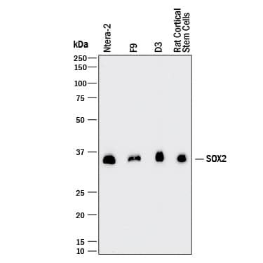 Western Blot SOX2 Antibody (245610) [Unconjugated]