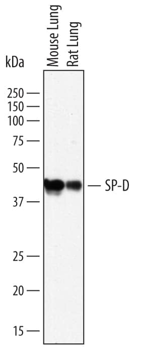 Western blot shows lysates of mouse lung tissue and rat lung tissue. PVDF membrane was probed with 2 µg/mL of Sheep Anti-Mouse/Rat SP-D Antigen Affinity-purified Polyclonal Antibody (Catalog # AF6839) followed by HRP-conjugated Anti-Sheep IgG Secondary Antibody (Catalog # HAF016). A specific band was detected for SP-D at approximately 43 kDa (as indicated). This experiment was conducted under reducing conditions and using Immunoblot Buffer Group 1.