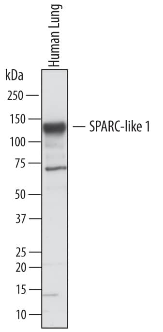 Western blot shows lysates of human lung tissue. PVDF membrane was probed with 1 µg/mL of Goat Anti-Human SPARC-like 1/ SPARCL1 Antigen Affinity-purified Polyclonal Antibody (Catalog # AF2728) followed by HRP-conjugated Anti-Goat IgG Secondary Antibody (Catalog # HAF017). A specific band was detected for SPARC-like 1/SPARCL1 at approximately 130 kDa (as indicated). This experiment was conducted under reducing conditions and using Immunoblot Buffer Group 1.