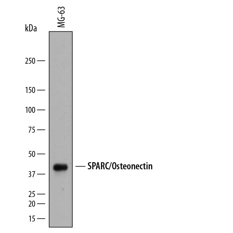 Western Blot SPARC Antibody [Unconjugated]
