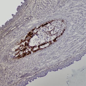 Immunohistochemistry SPARC Antibody [Unconjugated]