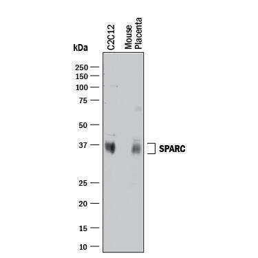 Western Blot SPARC Antibody [Unconjugated]