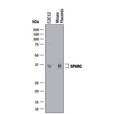 Western Blot SPARC Antibody (124413) [Unconjugated]