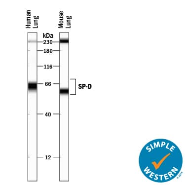Simple Western SP-D Antibody [Unconjugated]